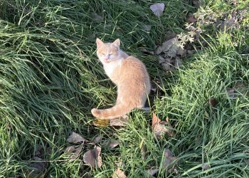 #БезОбјаснување: Четириножни пријатели